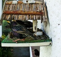 Website_Vögel_Stare_amFutterhaus.JPG
