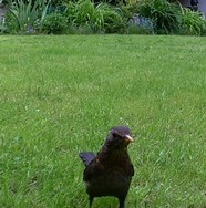 (0.1) Website_Frühling_Einführtext_Vögel.JPG