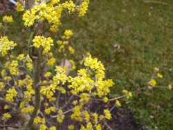 (1) Website_Frühling_Einführtext_Kornelkirsche.JPG