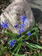 (10) Website_Frühling_Einführtext_Scilla.JPG