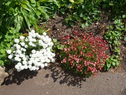 (11) Website_Frühling_Einführtext_Schleifenblume und Moossteinbrech.JPG