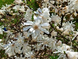 (13) Website_Frühling_Einführtext_Magnolie in Blüte Mitte April.JPG