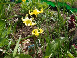 (14) Website_Frühling_Einführtext_Pagodenlilie.JPG