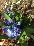 (15) Website_Frühling_Einführtext_Hyazinthe aufgehender Blütenkolben.JPG