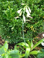 (16) Website_Frühling_Einführtext_Sommerhyazinthe.JPG