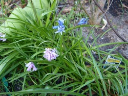 (17) Website_Frühling_Einführtext_Hasenglöckchen.JPG