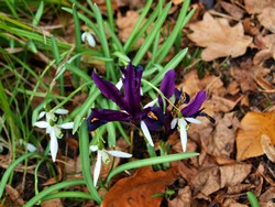(18) Website_Frühling_Einführtext-Zwerg-Iris Reticulata.JPG