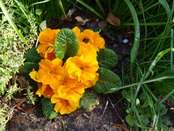 (19) Website_Frühling_Primel.JPG