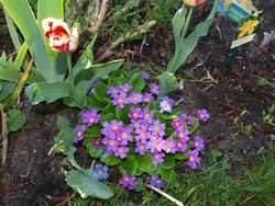 (20) Website_Frühling_Primel und Tulpe.JPG
