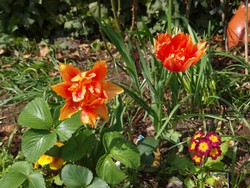 (21) Website_Frühling_Einführtext_Primel und Tulpen.JPG