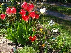 (22) Website_Frühling_Einführtext_Tulpen und Narzissen.JPG