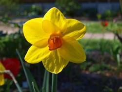 (24) Website_Frühling_Einführtext_Narzisse als Sonnengruss.JPG