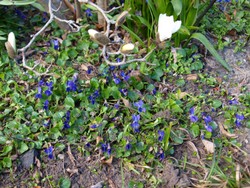 (25) Website_Frühling_Einführtext_Veilchen unter Magnolie.JPG