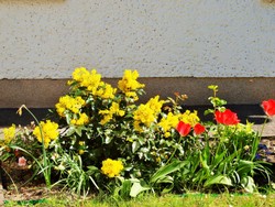 (26) Website_Frühling_Einführtext_Mahonie.JPG