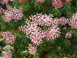 (29) Website_Frühling_Einführtext_Lavendelheide.JPG