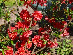 (30) Website_Frühling_Einführtext_Zierquitte im April.JPG