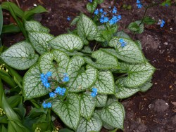 (31) Website_Frühling_Einführtext_Kaukasusvergißmeinnicht.JPG