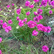 (31.1) Website_Frühling_Grasnelke Bodendecker im Mai.JPG