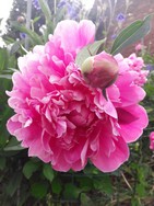 (32) Website_Frühling_Einführtext_Pfingstrose der Kusine Karoline.jpg