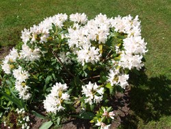 (33) Website_Frühling_Einführtext_Rhododendron weiß Anfang Mai.JPG