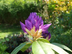 (33) Website_Frühling_Einführtext_Rhododendronblüte.JPG