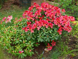 (34) Website_Frühling_Einführtext_Rhododendron-Duo in Rose.JPG