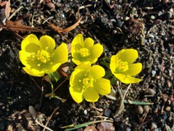 (4) Website_Frühling_Einführtext_Winterling.JPG