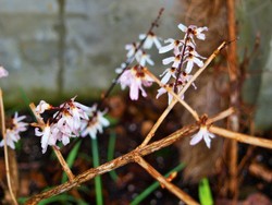 (4.1) Website_Frphlling_Einführtext_Schneeforsythie Ende März.JPG