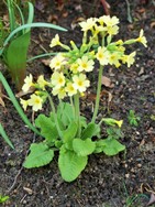 (6) Website_Frühling_Einführtext-Schlüsselblume.JPG