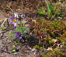 (7) Website_Giftgarten_Einführtext_Kuhschelle.JPG