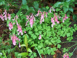 (8) Website_Frühling_Einführtext_Bodendecker Lerchensporn.JPG