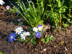 (9) Website_Frühling_Einführtext_Bodendecker Balkanwindröschen.JPG