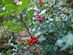 (10) Website_Giftgarten_Einführtext_Stechpalme.JPG