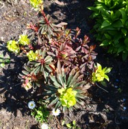 (11) Website_Giftgarten_Einführtext_Wolfsmilch.JPG