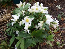 (2) Website_Giftgarten_Einführtext_Christrose.JPG