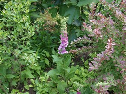 (3) Website_Giftgarten_Einführtext_Fingerhut.JPG