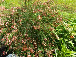 (4) Website_Giftgarten_Einführtext_Ginster.JPG