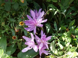 (5) Website_Giftgarten_Einführtext_Herbstzeitlose.JPG