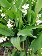 (7) Website_Giftgarten_Einführtext_Maiglöckchen.jpg