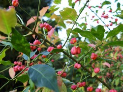 (8) Website_Giftgarten_Einführtext_Pfaffenhütchen.JPG