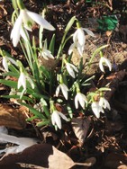 (9) Website_Giftgarten_Einführtext_Schneeglöckchen.JPG