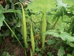 (2) Website_Giftgarten_Aronstab mit Blüten noch in  Hüllblättern Mitte Mai.JPG