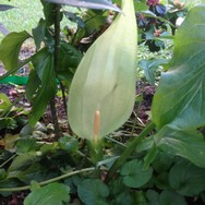 (3) Website_Giftgarten_Aronstab_Blütenkelch Mitte Mai.JPG