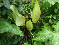 (4) Website_Giftgarten_Aronstab_Gruppe blühend Mitte Mai.JPG