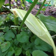 (5) Website_Giftgarten_Aronstab_schlaffes Deckblatt.JPG