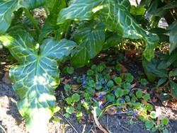 (6) Website_Giftgarten_Aronstab_mit  Veilchen Mitte April.JPG