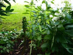 Aronstab_(7) Website_Giftgarten_Aronstab_reifende Früchte im Juli.JPG