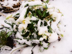 (1) Website_Giftgarten_Christrose_im Januarschnee.JPG