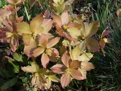 (10) Website_Giftgarten_Christrosen am Abblühen März.JPG