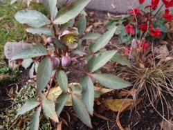 (11) Website_Giftgarten_Christrose_Sillver Dollar Ende Dezember.JPG